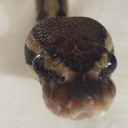 tinytoomstone-blog avatar