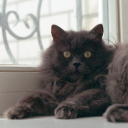 tinywavesymphony avatar