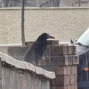 tiocfaidharlaur avatar