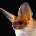 tiombe-taylor avatar