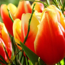 tiptoeingthruthetulips avatar