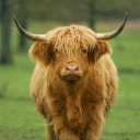 tired-archivist avatar