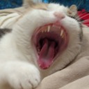 tired-dragon22 avatar