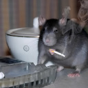 tired-of-this-bullshit avatar