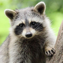 tired-raccoon avatar