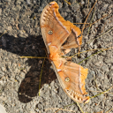 tired-toutured-barista avatar