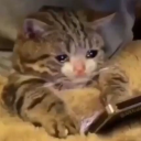 tiredandanxiouschaos avatar