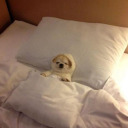 tiredbiostudent avatar