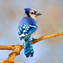 tiredbluejay avatar