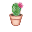 tiredcactus avatar