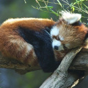 tireddddddddddddddd-d avatar