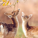 tiredsprucetree avatar