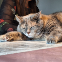 tirigris-sylmaril avatar