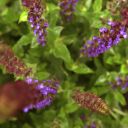 tisaneuseenherbe avatar