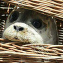 tissueboxesforseals avatar