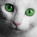 tisthewittykitty avatar