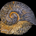 titaniumsnail avatar