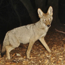 titaniumteeth avatar