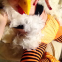 titaniumwalrus avatar