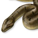 titanoboa-offical avatar