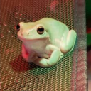 titanpinapple avatar