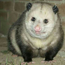 titanus-mosura avatar