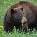 tits-out-for-the-dark-lady avatar