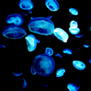 tiwaiahoamayesm avatar