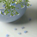 tlhanshew avatar