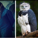 to-spread-elrond-is-a-bird avatar