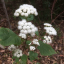 toad-lilly avatar