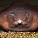 toads-and-whumps avatar