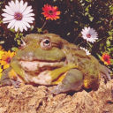 toadspondofwhimsy avatar