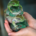 toadtamer avatar