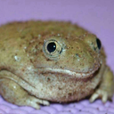 toadtime avatar