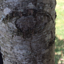 toallthebandnerds avatar