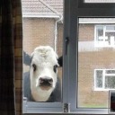 toastandghosts avatar