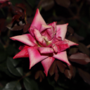 toasted-banana avatar