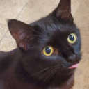 toastedcatbread avatar