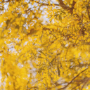 toasterwaffle925 avatar