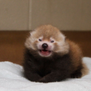 toastsnaffler avatar