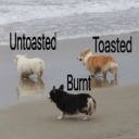 toasty-doggo avatar