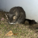 toasty-icarus avatar