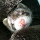 tobiastheferret avatar