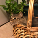 toby-patterson avatar