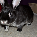 tobythebunny avatar