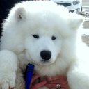 tobythesamoyed-blog avatar
