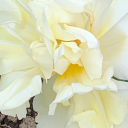 tocontinueunabated avatar