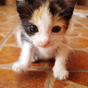 todayillbuynosorrow avatar