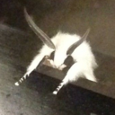 todayon-prozacdreamdiary avatar